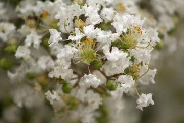 White crepe myrtle flowers (Lagerstroemia indica) fill the screen