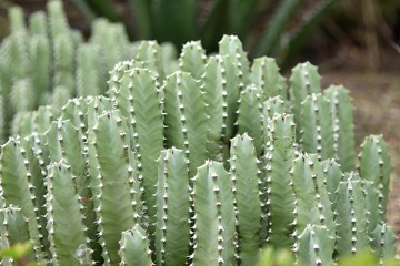 cactus close up