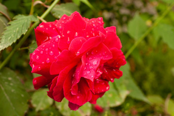 red rose with water drops of dew
