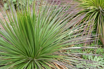Fototapeta premium Desert spoon cactus for a dry landscape