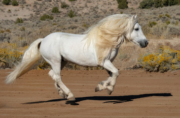Scottish Highland Pony (Equus caballus)