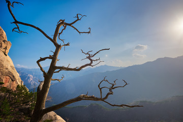 Tree in Seoraksan National Park, South Korea