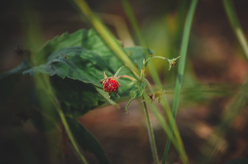 Wild strawberry in the forest close-up natural summer background