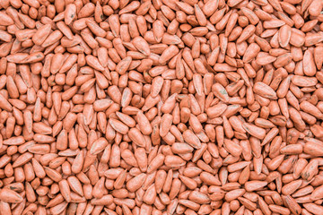 seed sunflower seeds. painted agro color for sorting and labeling