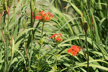 Red flowers of Lychnis chalcedonica or Maltese Cross plant in garden