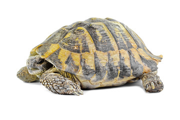 turtle isolated
