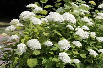 Gordijnen Hydrangea arborescens or Smooth hydrangea with white flowers and green foliage in garden. General view of flowering plant © kazakovmaksim