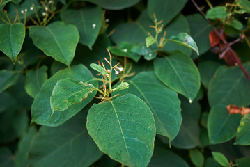 Fallopia