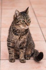 Cats and kittens in animal shelter in Belgium