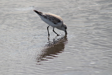 Gaviota comiendo