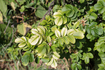 Green foliage of beach rose (Rosa rugosa) with chlorosis