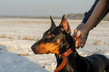 Doberman on the street