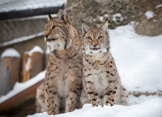 Lynx family in snow