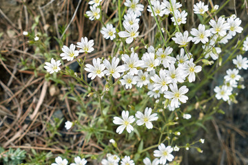 Cerastium biebersteinii