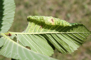 Gall of Elm-currant aphid (Eriosoma ulmi) on green leaf of Ulmus glabra or Wych elm