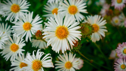 flowers background