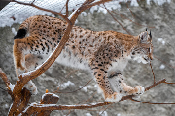 Fototapeta premium Young lynx on a tree