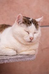 Cats and kittens in animal shelter in Belgium