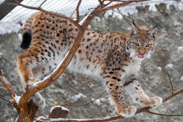 Naklejka na ściany i meble Young lynx on a tree