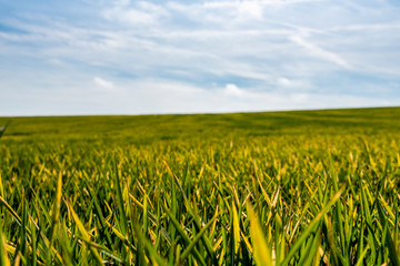 Prado cultivado con el cielo de fondo.