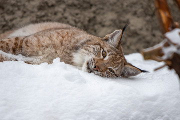 Young lynx lie in snow © arkady_z