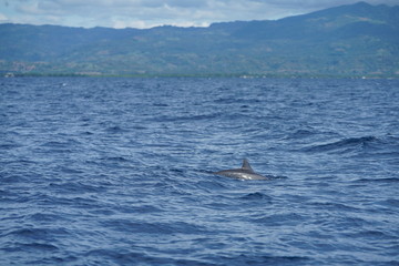 Fototapeta premium View of the open ocean with dolphins near Manjuyod, Philippines
