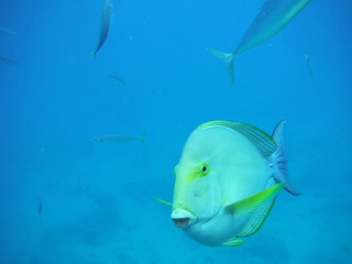 Blue see and Tropical Fish. Underwater shut. 