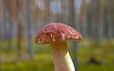 Brown mushroom in the forest closeup