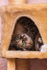 Cats and kittens in animal shelter in Belgium