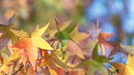 Herbsthintergrund in warmen Farben und Textfreiraum