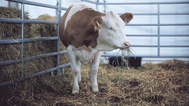 Dairy cows eating hay inside a stable in a cattle farm
