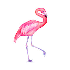 Naklejka premium Cute tropical pink flamingo bird (flame-colored). Hand drawn watercolor painting illustration isolated on white background.