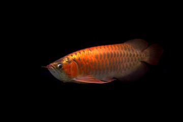 arowana fish isolated on black background