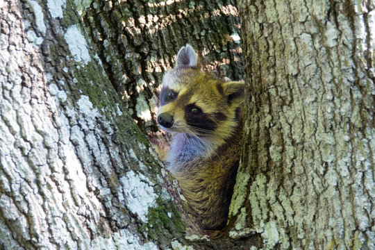 Racoon in tree