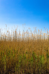 Golden yellow marshes and reeds in front of clear clean blue sky in summer or autumn season. This is from Sultan Sazligi Kayseri Turkey. Pastoral beautiful landscape background.