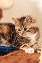 Cats and kittens in animal shelter in Belgium