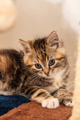 Cats and kittens in animal shelter in Belgium