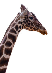 giraffe isolate on white background with clipping path