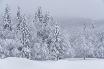 Fairytale forest landscape in winter season