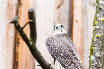 Saker Falcon (Falco cherrug), Bavaria, Germany, Europe