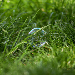 Soap balloon on green grass