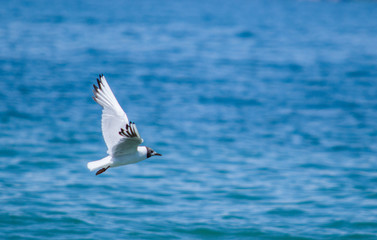 Fototapeta na wymiar Seagull flying free, Garda Lake, Italy