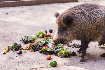 several jabalies eating fruits and vegetables