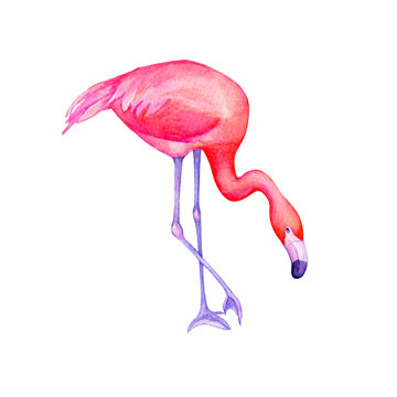 Cute tropical pink flamingo bird (flame-colored). Hand drawn watercolor painting illustration isolated on white background.