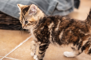 Cats and kittens in animal shelter in Belgium