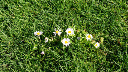Daisies in Grass