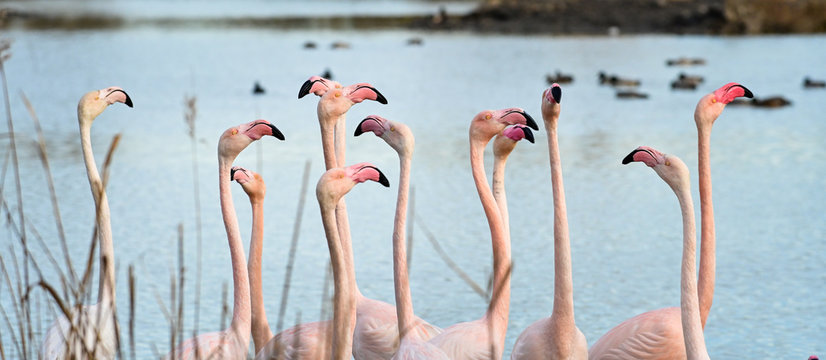 Parc ornithologique pont de Gau - Parade de flamants roses