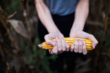 close-up peeled head of raw corn in two women's hands close-up