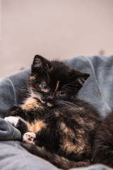 Cats and kittens in animal shelter in Belgium