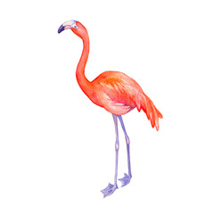 Cute tropical pink flamingo bird (flame-colored). Hand drawn watercolor painting illustration isolated on white background.